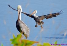 DSC_7911_001.JPG