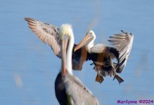 DSC_7912_001.JPG