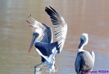 DSC_7916_001.JPG