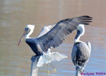 DSC_7917_001.JPG
