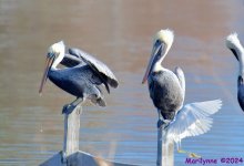 DSC_7920_001.JPG