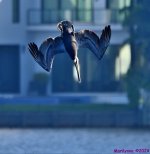 DSC_7923_001.JPG