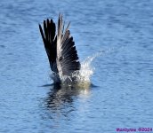 DSC_7926_001.JPG