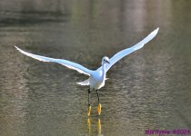 DSC_7946_001.JPG