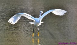 DSC_7948_001.JPG