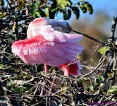 DSC_7986_001.JPG