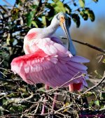 DSC_7989_001.JPG