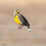 Meadowlark-182.jpg