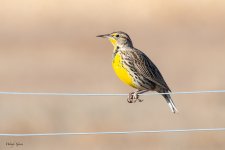 Meadowlark-183.jpg