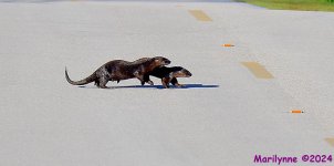 DSC_8137_001.JPG