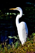 DSC_8151_001.JPG
