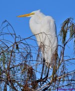 DSC_8156_001.JPG