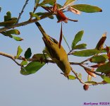 DSC_8158_001.JPG