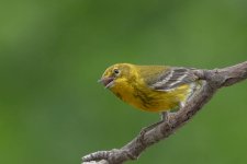 20240506-RD5_0357-Pine Warbler.jpg