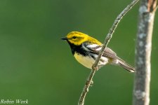 20240502-RD5_9989-Black Throated Green Warbler.jpg