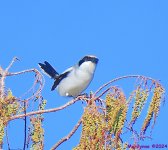 DSC_8219_001.JPG