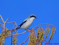DSC_8225_001.JPG