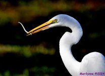 DSC_8235_001.JPG