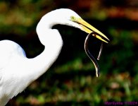 DSC_8260_001.JPG
