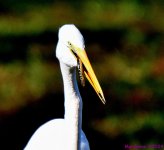 DSC_8287_001.JPG