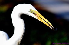 DSC_8296_stitch3_001.JPG