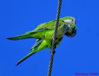 DSC_8318_001.JPG