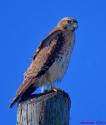 DSC_8360_001.JPG