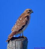 DSC_8372_001.JPG