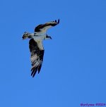 DSC_8363_001.JPG