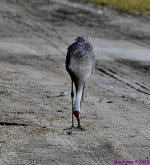 DSC_8378_001.JPG