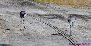 DSC_8379_001.JPG