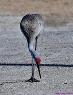DSC_8392_001.JPG