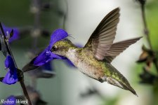 20240813-RD5_2679-Ruby Throated Hummingbird.jpg