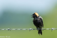 20240518-RD5_0666 Bobolink.jpg