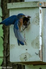 20240722-RD5_1834-Eastern Bluebird.jpg