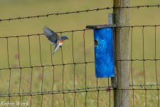 20240531-RD5_0960-Bluebird.jpg