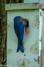 RD5_1828-Edit.jpg
