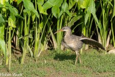 RD5_4908-Edit.jpg