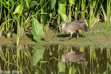 RD5_4912-Edit.jpg