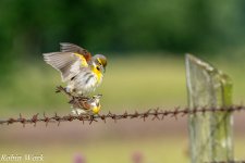 20240531-RD5_0939-Dickcissels.jpg