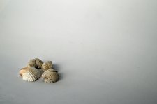 Small Shells_0006.JPG