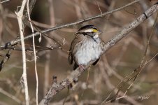 White throated Sparrow sm.jpg
