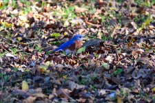 750_0077R_Sh_cr.jpg