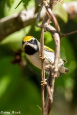 RD5_4067-Edit.jpg