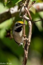 RD5_4074-Edit.jpg