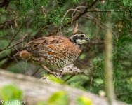 RD5_3839-Edit.jpg