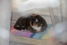 Ruby through a bag sm.jpg