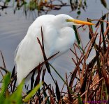 DSC_8439_001.JPG