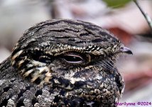 DSC_8465_001.JPG