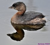 DSC_8481_001.JPG